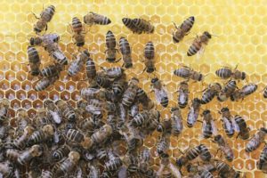 Na fotke sú včely na pláste od rôznych matiek. Fotka poukazuje na rozdielne črty včiel.