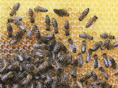Prečo je potrebné meniť včelie matky?